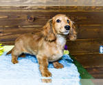 Small #7 Dachshund