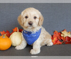 Cockapoo Puppy for sale in MILLERSBURG, OH, USA