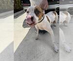 Small American Pit Bull Terrier