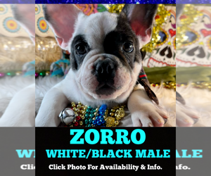 French Bulldog Puppy for sale in HEATHROW, FL, USA