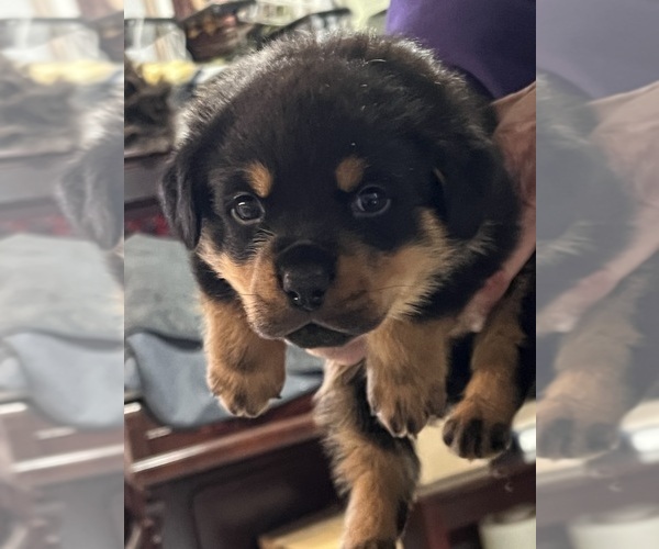 Medium Photo #3 Rottweiler Puppy For Sale in DRAPER, VA, USA