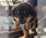 Red Boy - Male Rottweiler Puppy for Sale - Photo #3