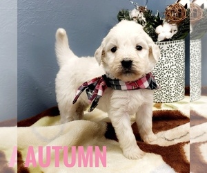 Goldendoodle Puppy for sale in CEDAR GAP, MO, USA