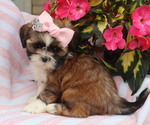 Puppy Shea Shih Tzu