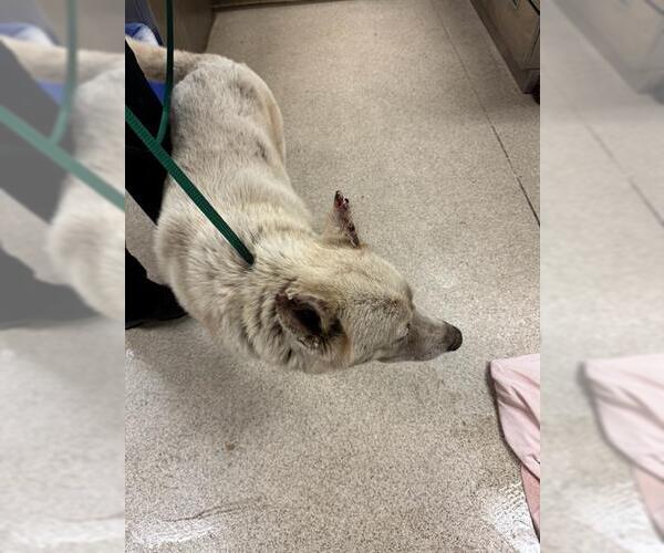 Medium Photo #1 Siberian Husky-Unknown Mix Puppy For Sale in Riverside, CA, USA