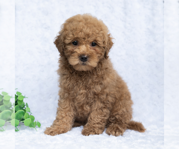 Medium Photo #5 Poodle (Miniature) Puppy For Sale in DORNSIFE, PA, USA
