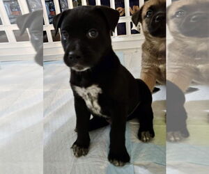 Labrador Retriever-Unknown Mix Dogs for adoption in Hillsboro, MO, USA
