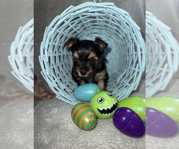 Medium Photo #2 Yorkshire Terrier Puppy For Sale in OLATHE, KS, USA