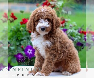 Goldendoodle (Miniature) Puppy for sale in LITITZ, PA, USA