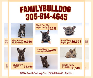 French Bulldog Puppy for sale in LAKELAND, FL, USA