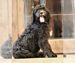 Small Photo #7 Sheepadoodle Puppy For Sale in STANLEY, VA, USA