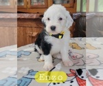 Puppy Enzo Sheepadoodle