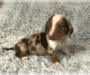 Dachshund Puppy for sale in MIDDLETOWN, IN, USA