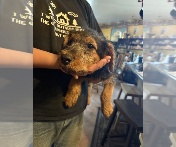 Medium Photo #12 Airedale Terrier Puppy For Sale in FLAGSTAFF, AZ, USA