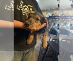 Puppy Puppy 4 Airedale Terrier