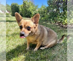 Penny - Female Chihuahua-Unknown Mix Dog for Adoption - Photo #4