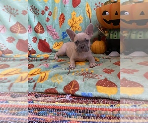 French Bulldog Puppy for sale in CHICAGO, IL, USA