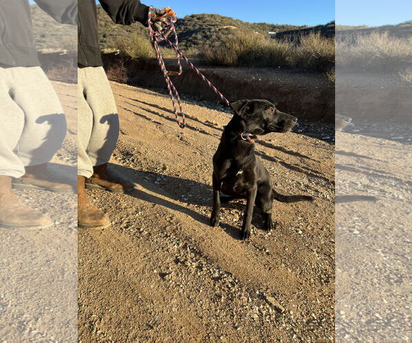Medium Photo #3 Labrador Retriever-Unknown Mix Puppy For Sale in San Diego, CA, USA