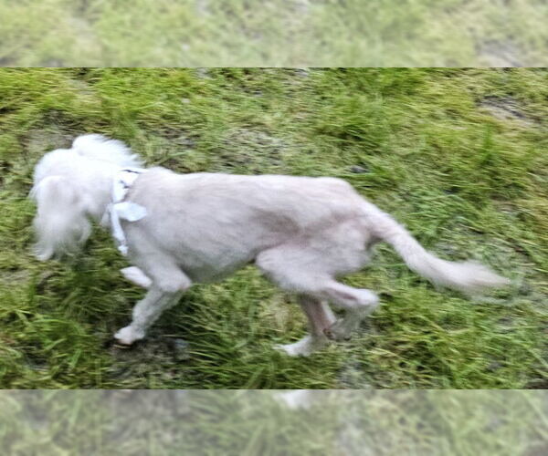 Medium Photo #4 Maltese Puppy For Sale in Olalla, WA, USA