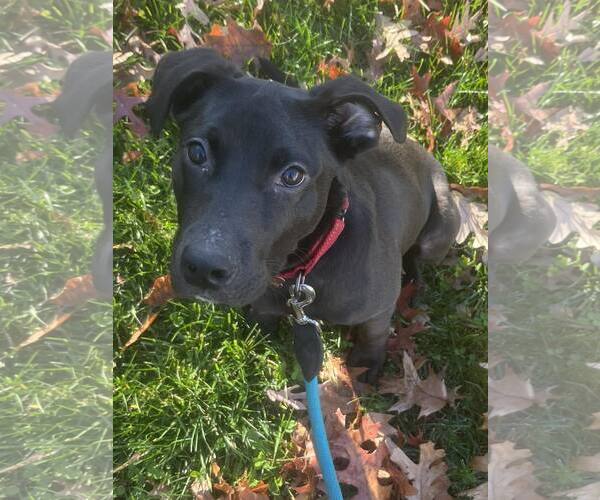 Medium Photo #11 Labrador Retriever-Unknown Mix Puppy For Sale in Mount Laurel, NJ, USA