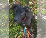 Small #10 Labrador Retriever Mix