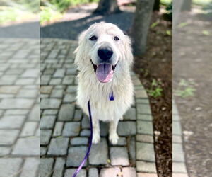 Great Pyrenees Dogs for adoption in Spring, TX, USA