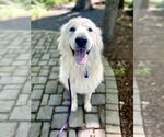 Small Great Pyrenees