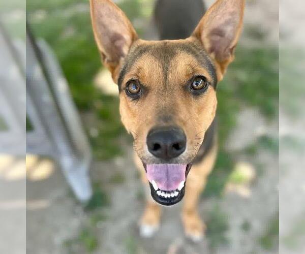 Medium Photo #2 German Shepherd Dog Puppy For Sale in Riverside, CA, USA