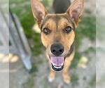 Small #1 German Shepherd Dog