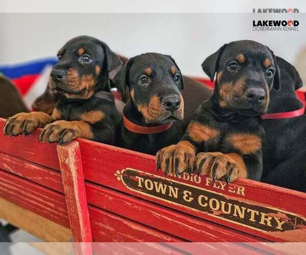 Medium Photo #30 Doberman Pinscher Puppy For Sale in FORT LAUDERDALE, FL, USA