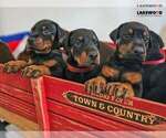 Puppy 2 Doberman Pinscher