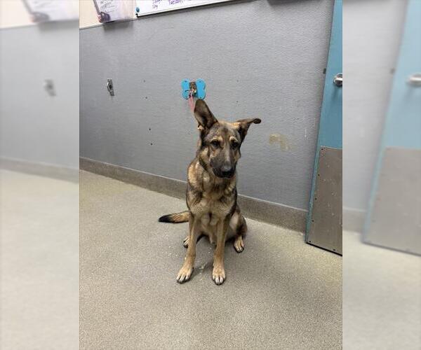 Medium Photo #1 German Shepherd Dog-Unknown Mix Puppy For Sale in Las Vegas, NV, USA