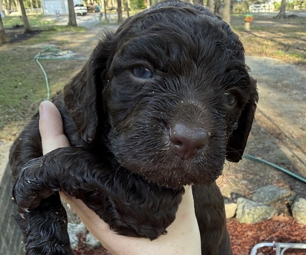 Medium Photo #1 Boykin Spaniel Puppy For Sale in GEORGETOWN, SC, USA