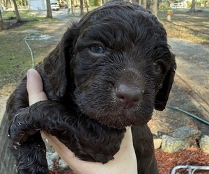 Boykin Spaniel Puppy for Sale in GEORGETOWN, South Carolina USA