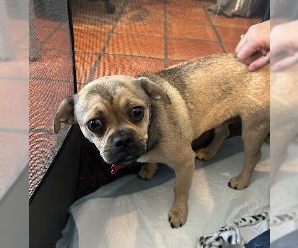 Medium Photo #2 Pug-Unknown Mix Puppy For Sale in San Diego, CA, USA