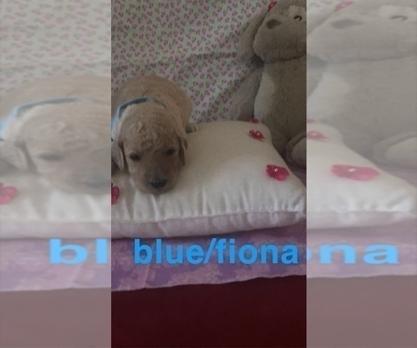Medium Photo #2 Goldendoodle-Poodle (Standard) Mix Puppy For Sale in CLINTON TOWNSHIP, MI, USA