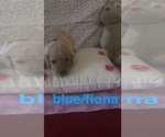 Small Photo #2 Goldendoodle-Poodle (Standard) Mix Puppy For Sale in CLINTON TOWNSHIP, MI, USA