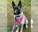 Small #10 German Shepherd Dog