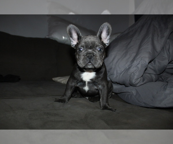 Medium Photo #2 French Bulldog Puppy For Sale in SCHERERVILLE, IN, USA