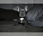 Small Photo #2 French Bulldog Puppy For Sale in SCHERERVILLE, IN, USA