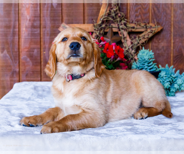 Medium Photo #11 Golden Retriever Puppy For Sale in WAKARUSA, IN, USA