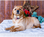 Small Photo #11 Golden Retriever Puppy For Sale in WAKARUSA, IN, USA