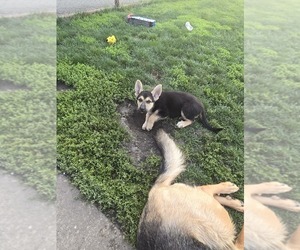 German Shepherd Dog Puppy for sale in LU VERNE, IA, USA