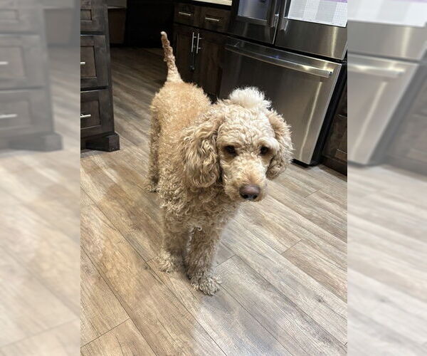 Medium Photo #1 Aussiedoodle Puppy For Sale in Ogden, UT, USA