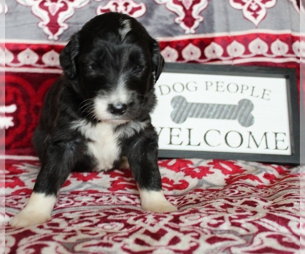 Medium Photo #9 Aussiedoodle Puppy For Sale in DOWELLTOWN, TN, USA