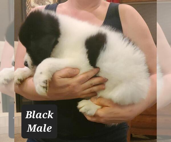 Medium Photo #3 Great Pyrenees-Newfoundland Mix Puppy For Sale in BERESFORD, SD, USA