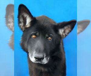 German Shepherd Dog Dogs for adoption in Pasadena, CA, USA