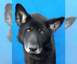 Small German Shepherd Dog
