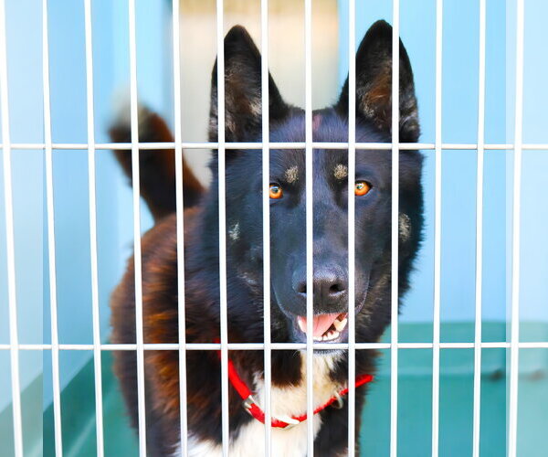 Medium Photo #2 Akita Puppy For Sale in Pasadena, CA, USA