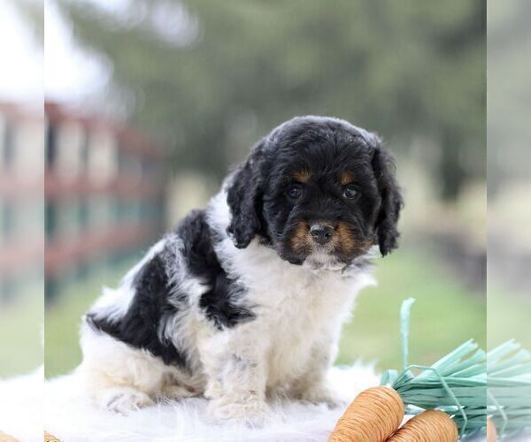 Medium Photo #1 Cockapoo Puppy For Sale in GORDONVILLE, PA, USA
